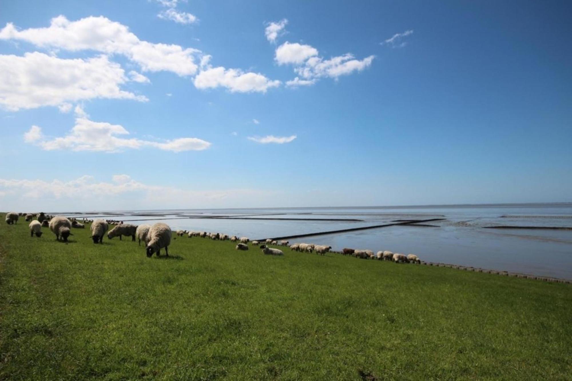 Kleine Nordseewelle Ohne Hund Norden Εξωτερικό φωτογραφία